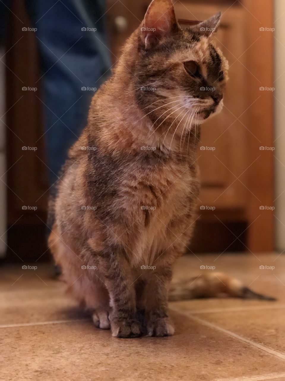 Tabby cat 