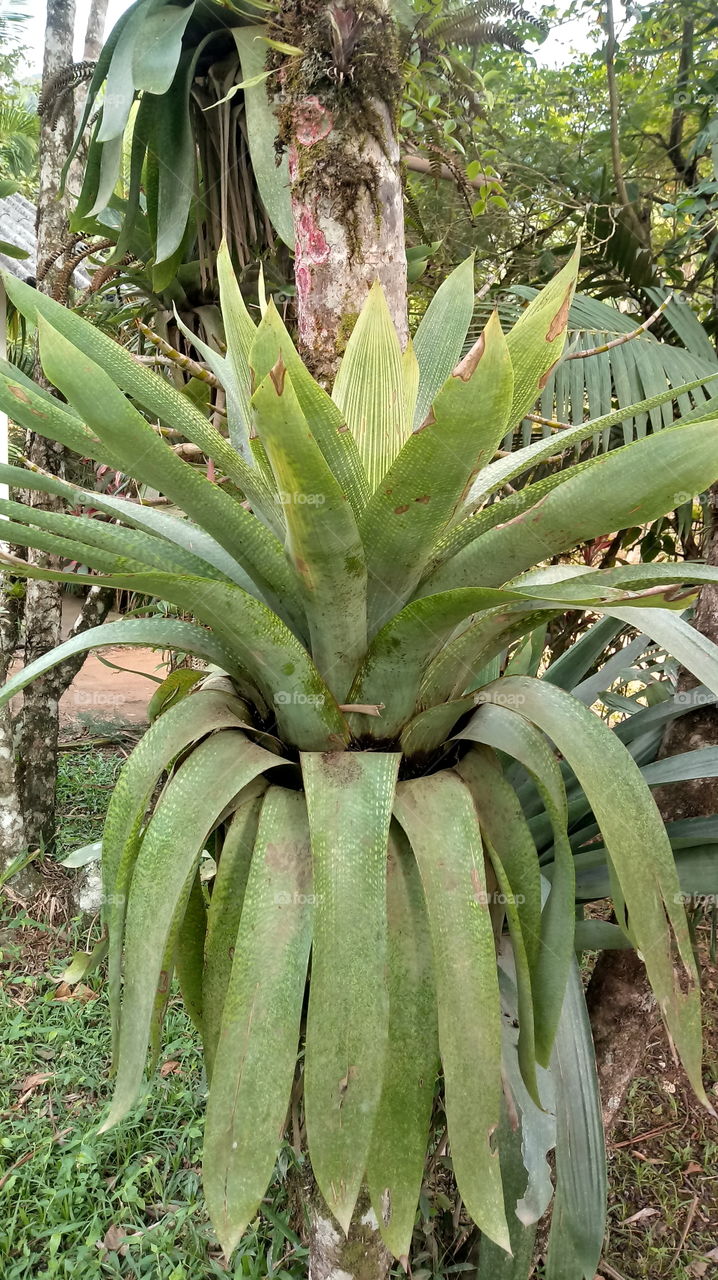 Zhǎoqì, shùmù, fēngjǐng, yè hé zhíwù.