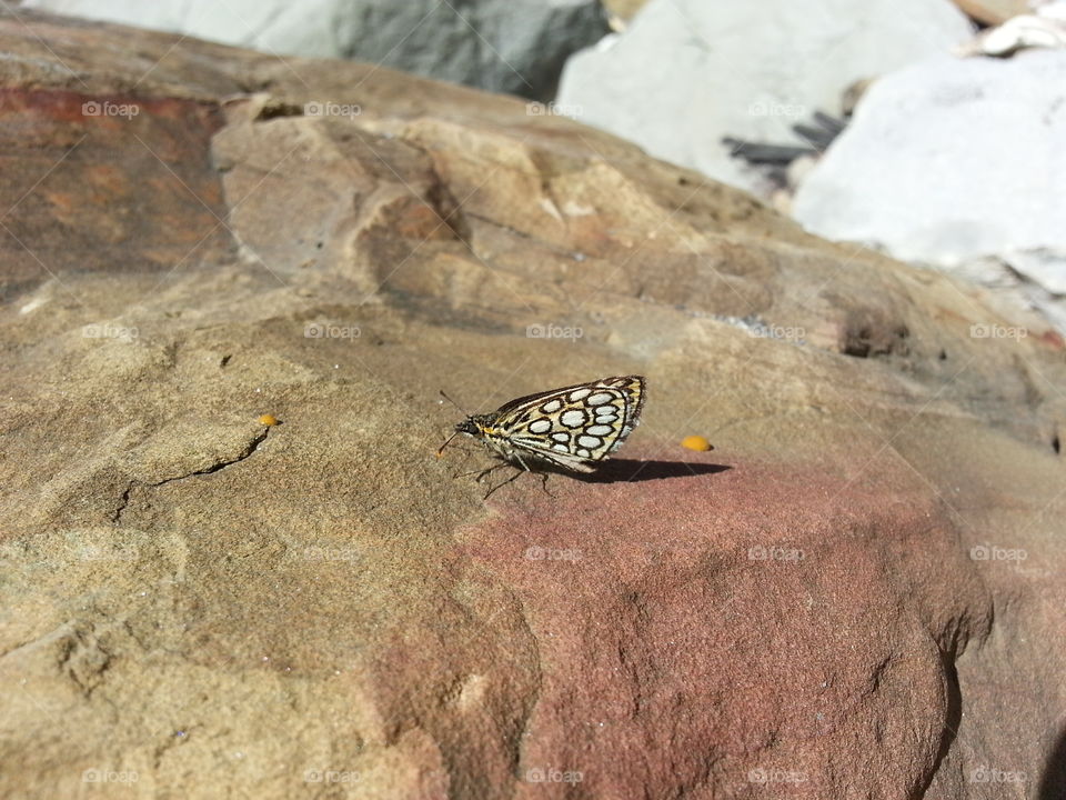 Butterfly on a stone