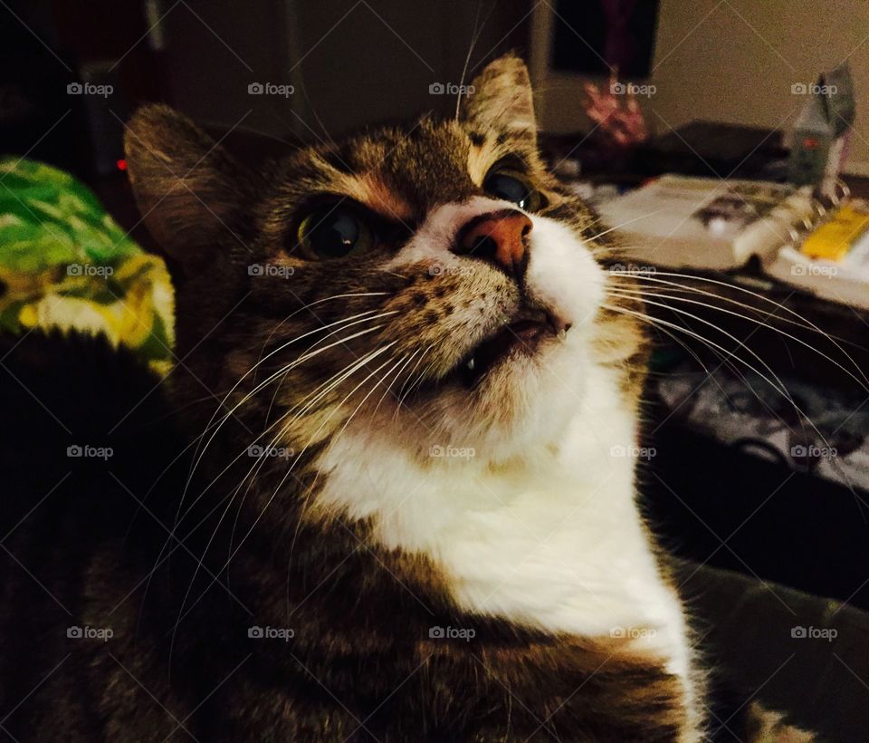 Tortoise shell tabby cat. What a beauty. Look at those markings and whiskers. Awe Toby. 