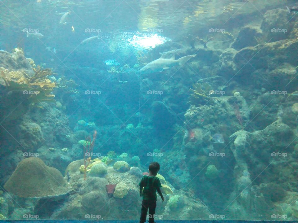 bottom of the sea. Tampa. Florida aquarium
