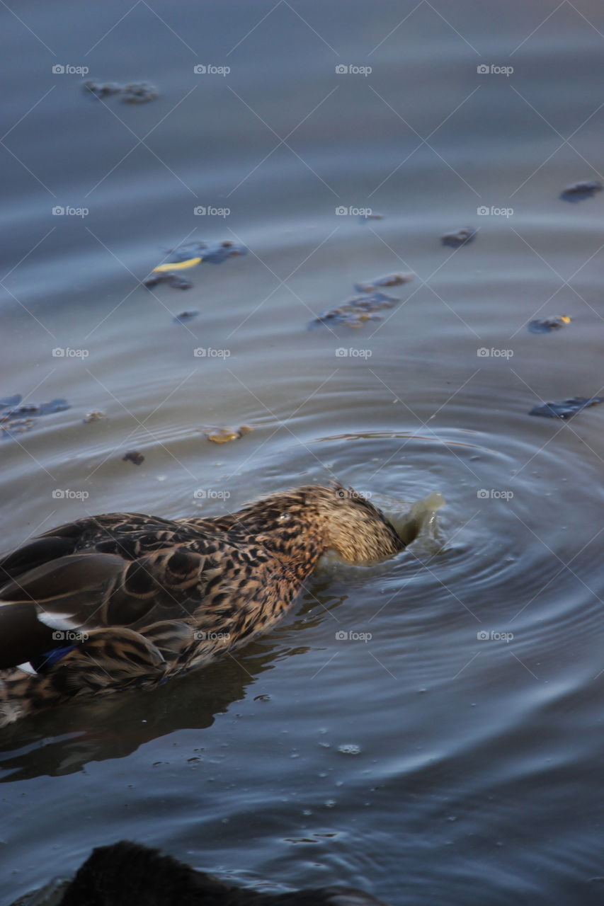 Duck dunking its head in the water, ripples circling out.