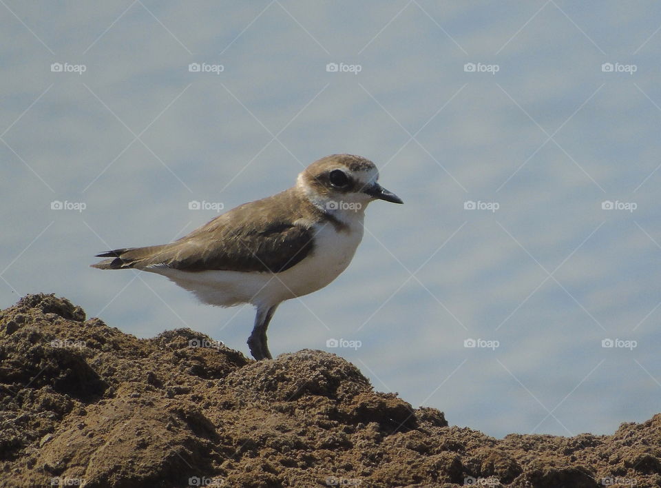 Kentish plover. Camufladged  shore bird with the yards. Spending the days for walking on.