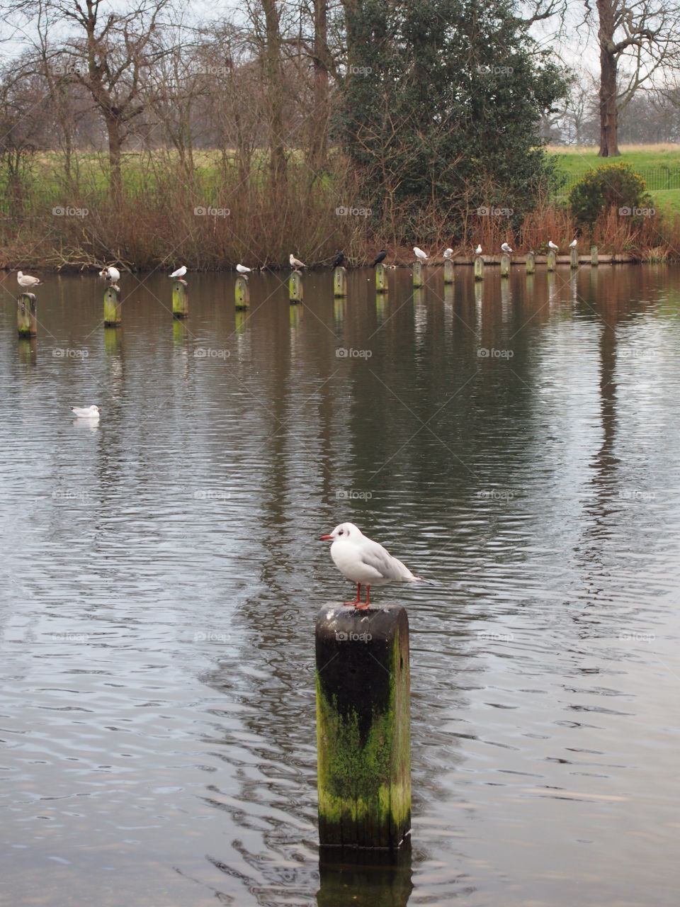Seagulls in london