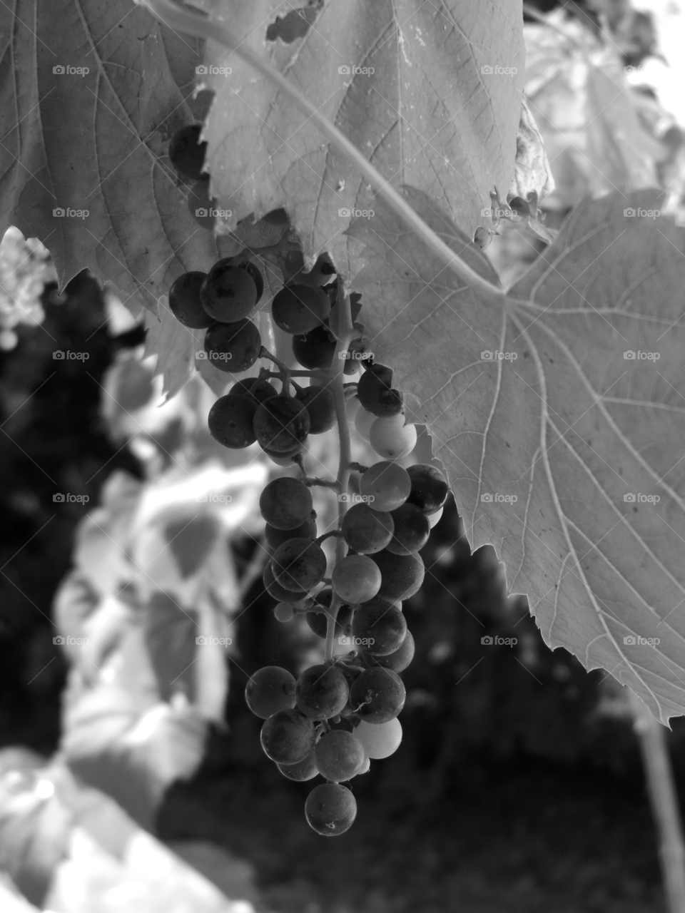 Grapes