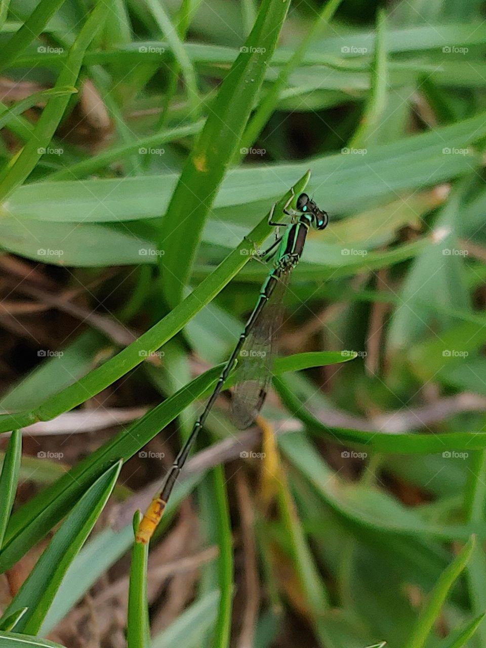 dragonfly captured