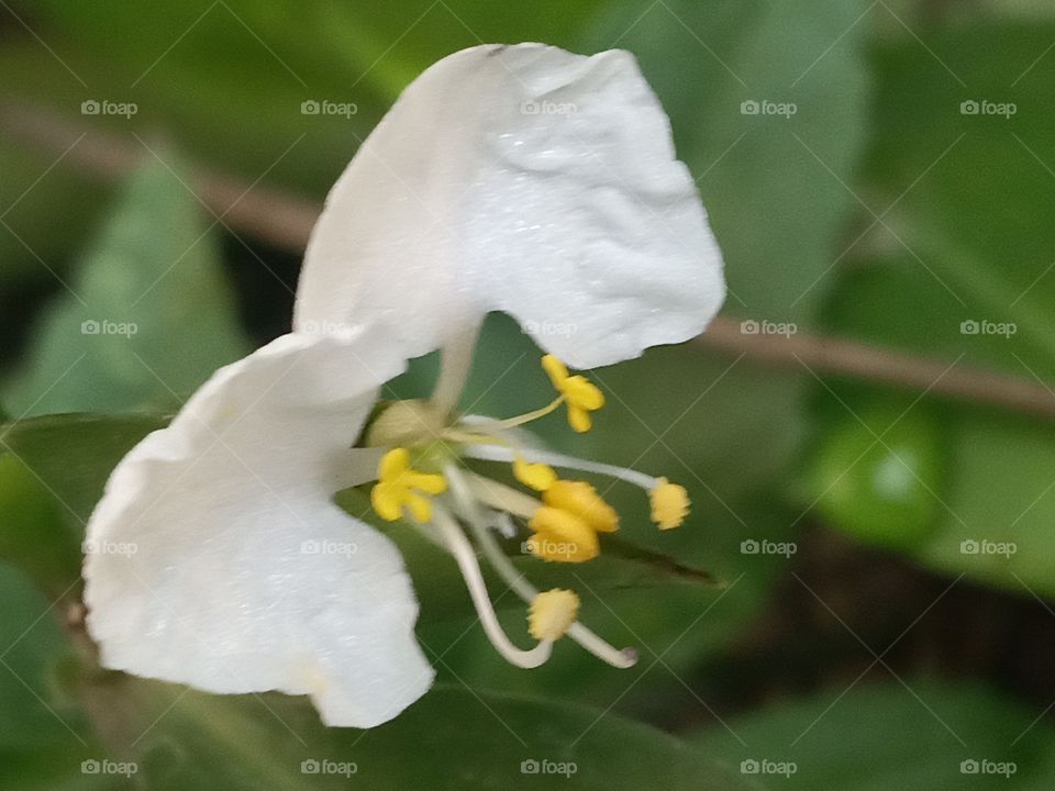Jamaican white mouse