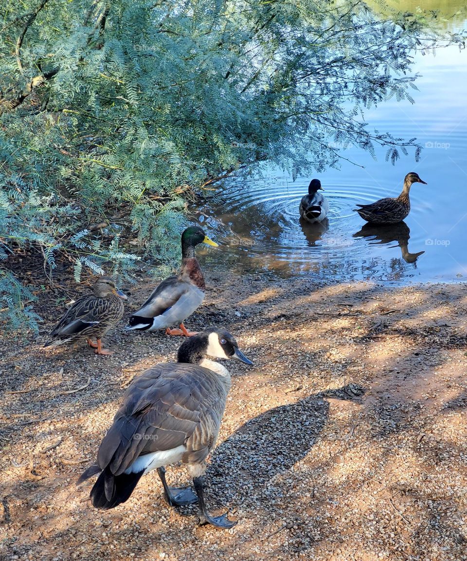 A Canadian Goose and Mallard Ducks