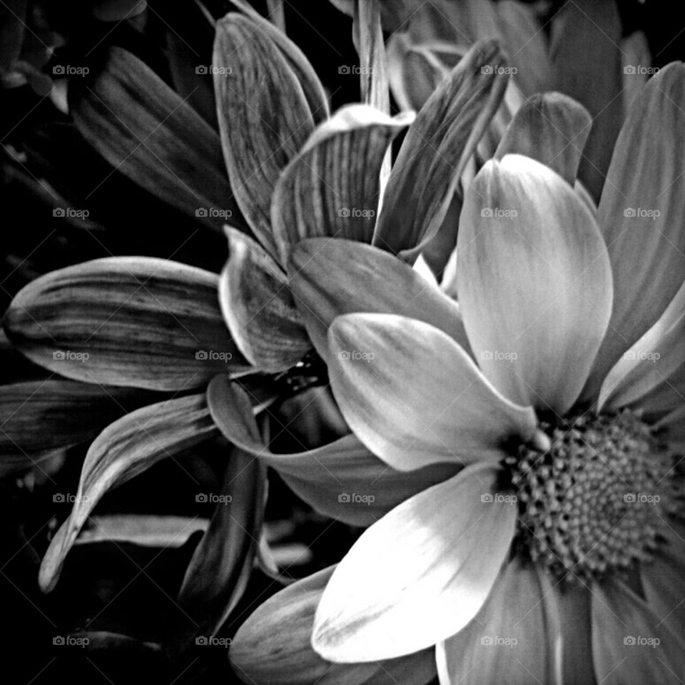 Flower, Nature, No Person, Flora, Monochrome