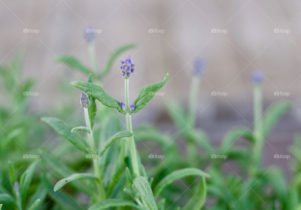 Lavender Buds