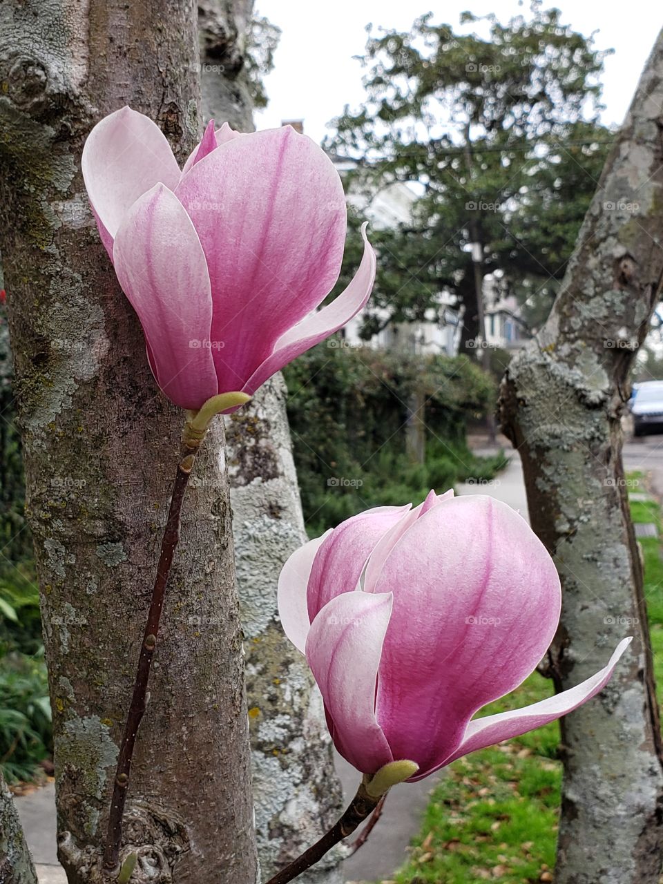 A pair of magnolias