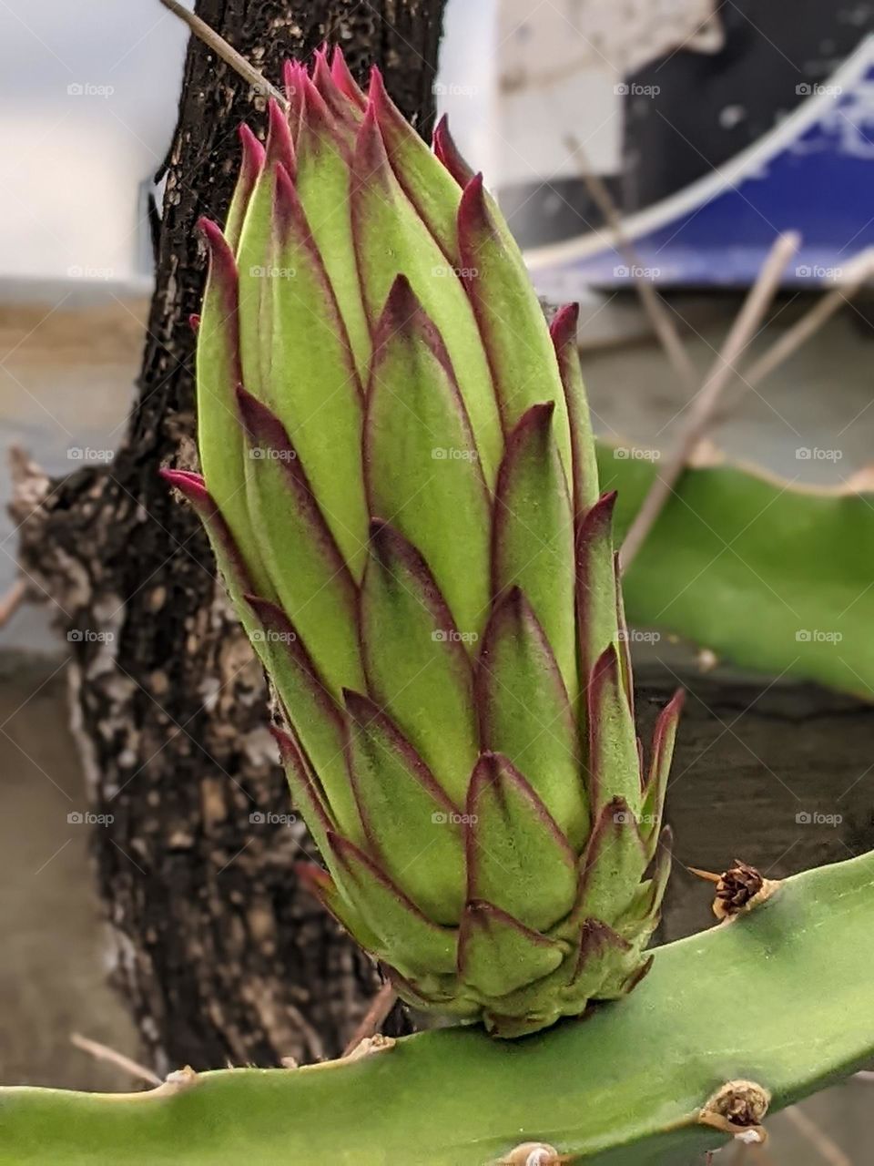 flowering dragon fruit plant