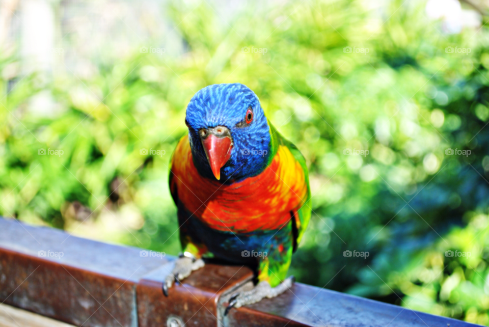 green blue red bird by sher4492000