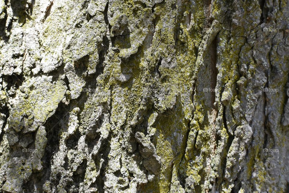 Tree bark abstract 