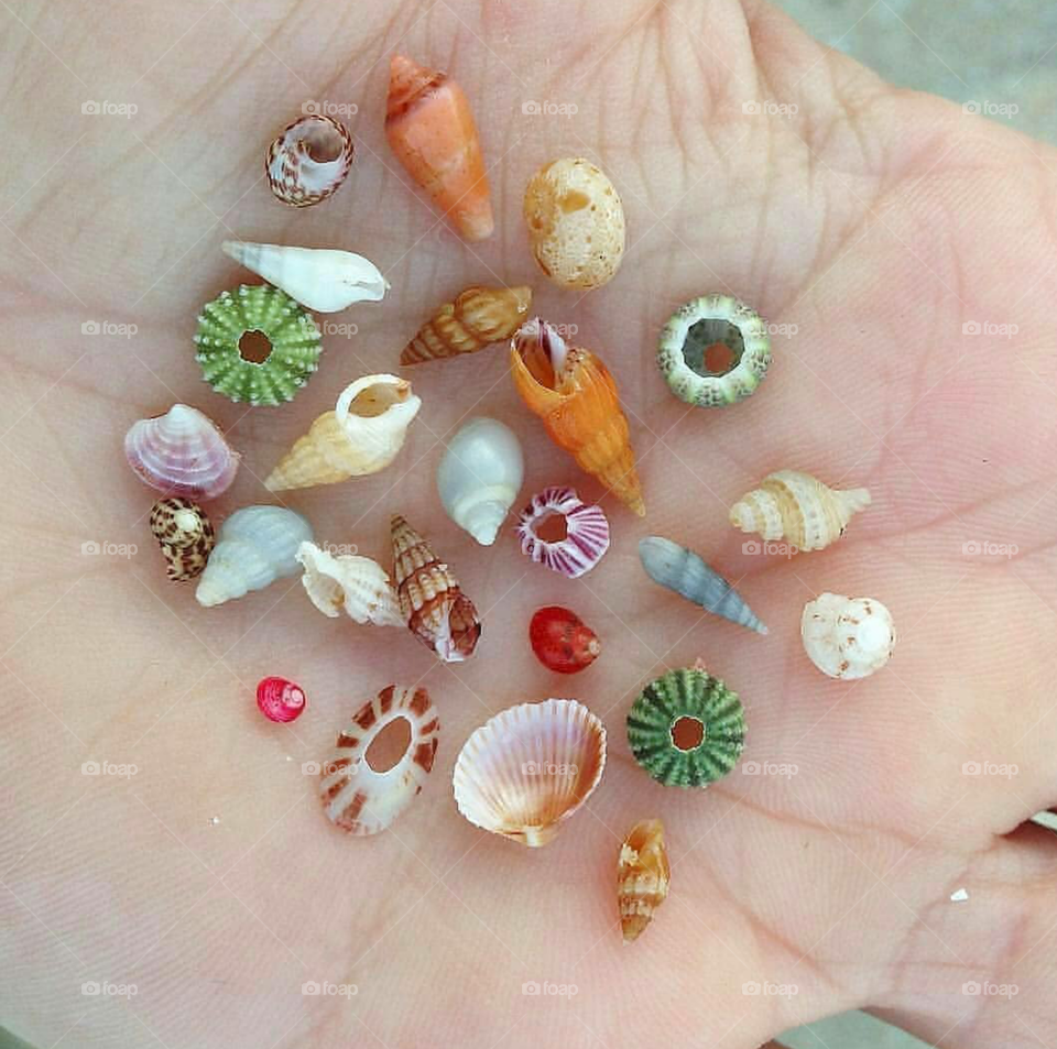 Shell collection