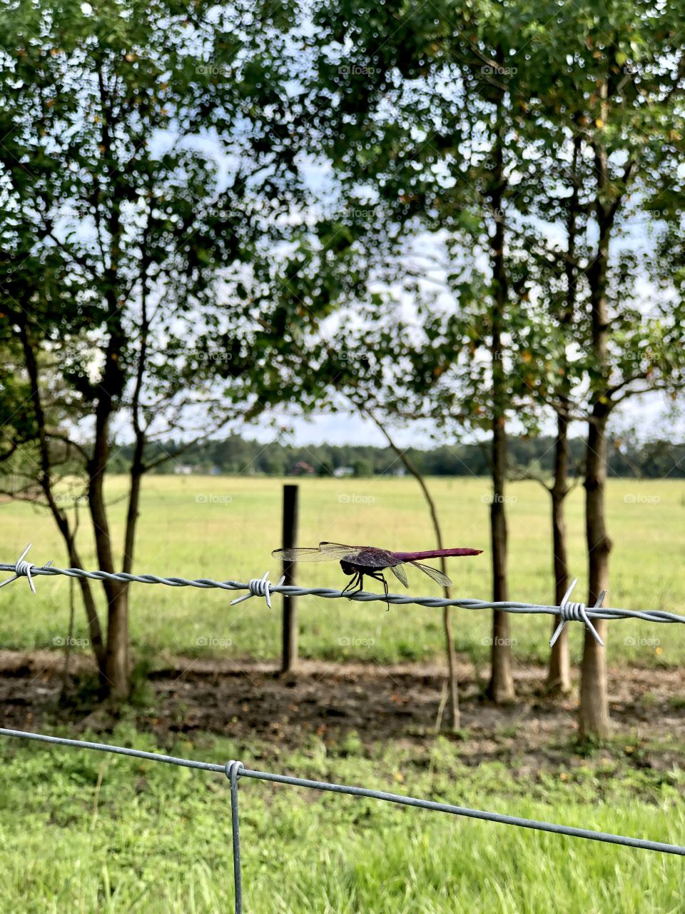 Red dragonfly perched on barbed wire fence overlooking pasture and tree line