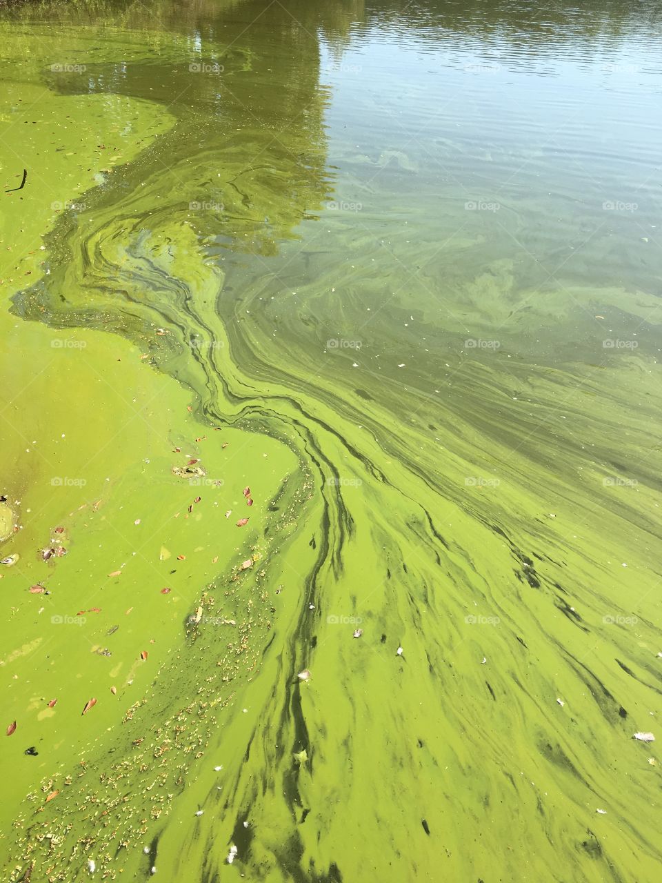 Algae on lake.