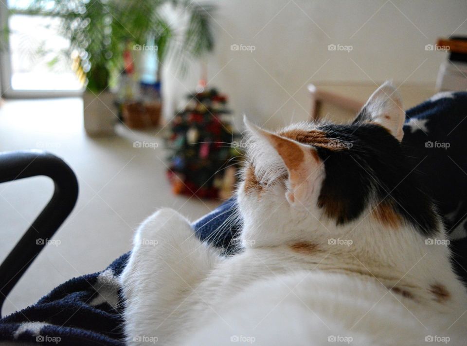 cat sleeping home on a legs person favourite spot at home