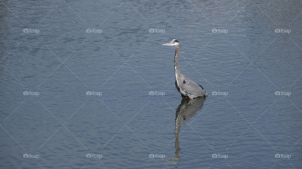 Blue heron patiently waiting for its prey in brackish waters.