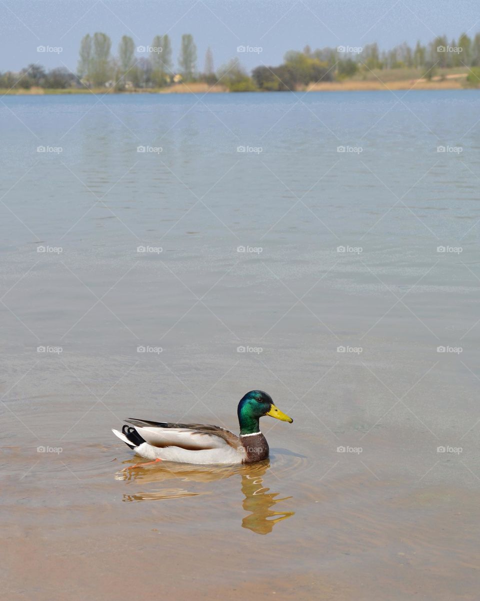 duck on a lake spring time minimalistic lifestyle