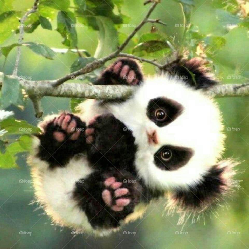 cute panda baby