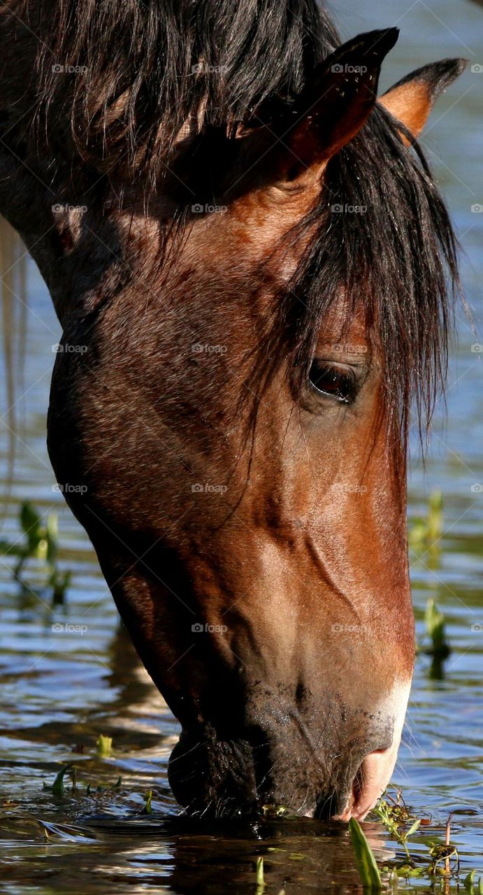Wild Horse Drinking in River