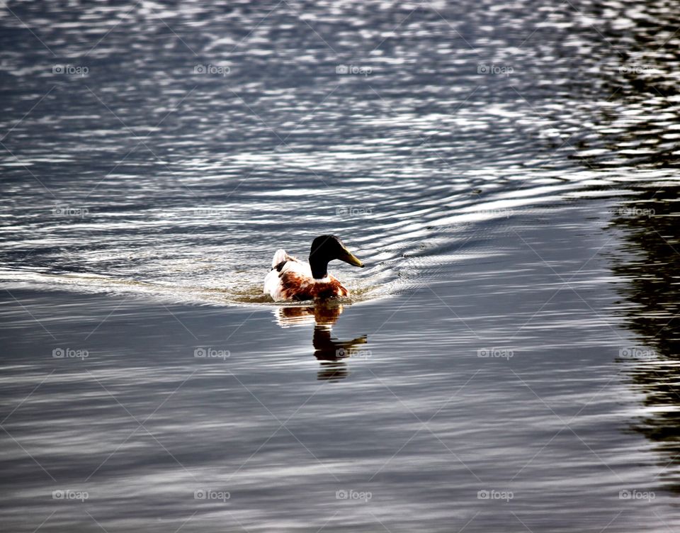 Duck on the Pond