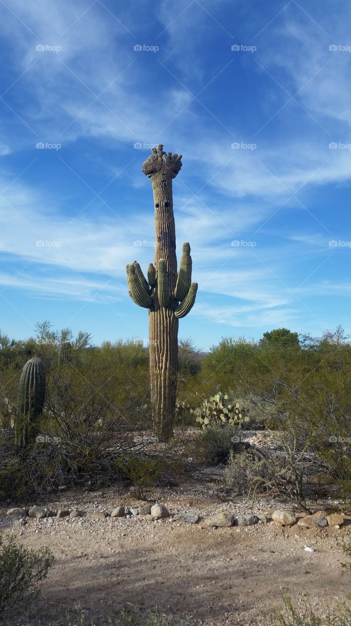 Cresent Sanguaro Cactus