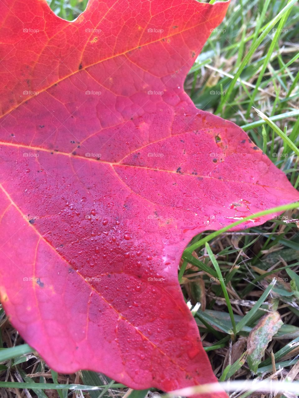 Fall dew