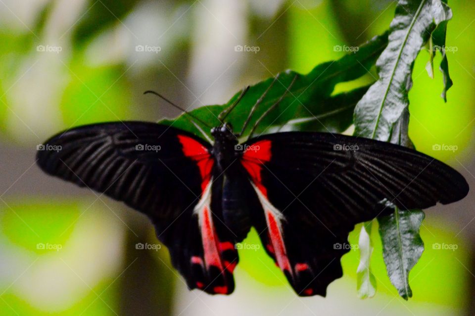 A beautiful butterfly 