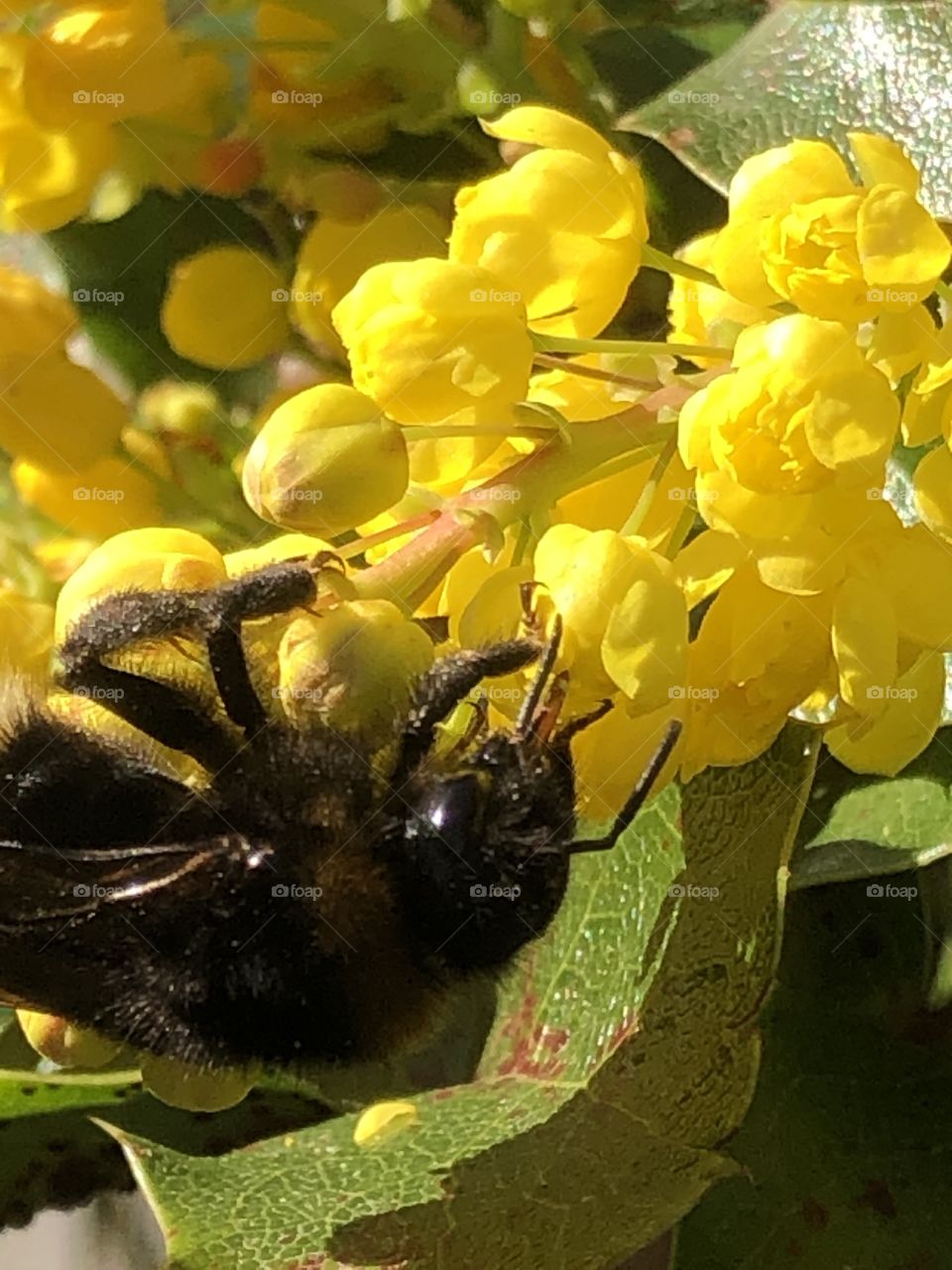 Bumblebee on yellow blossom 