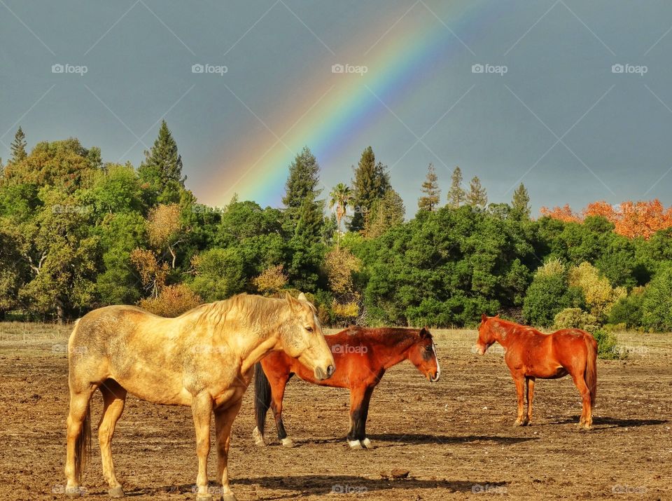 Majestic Horses