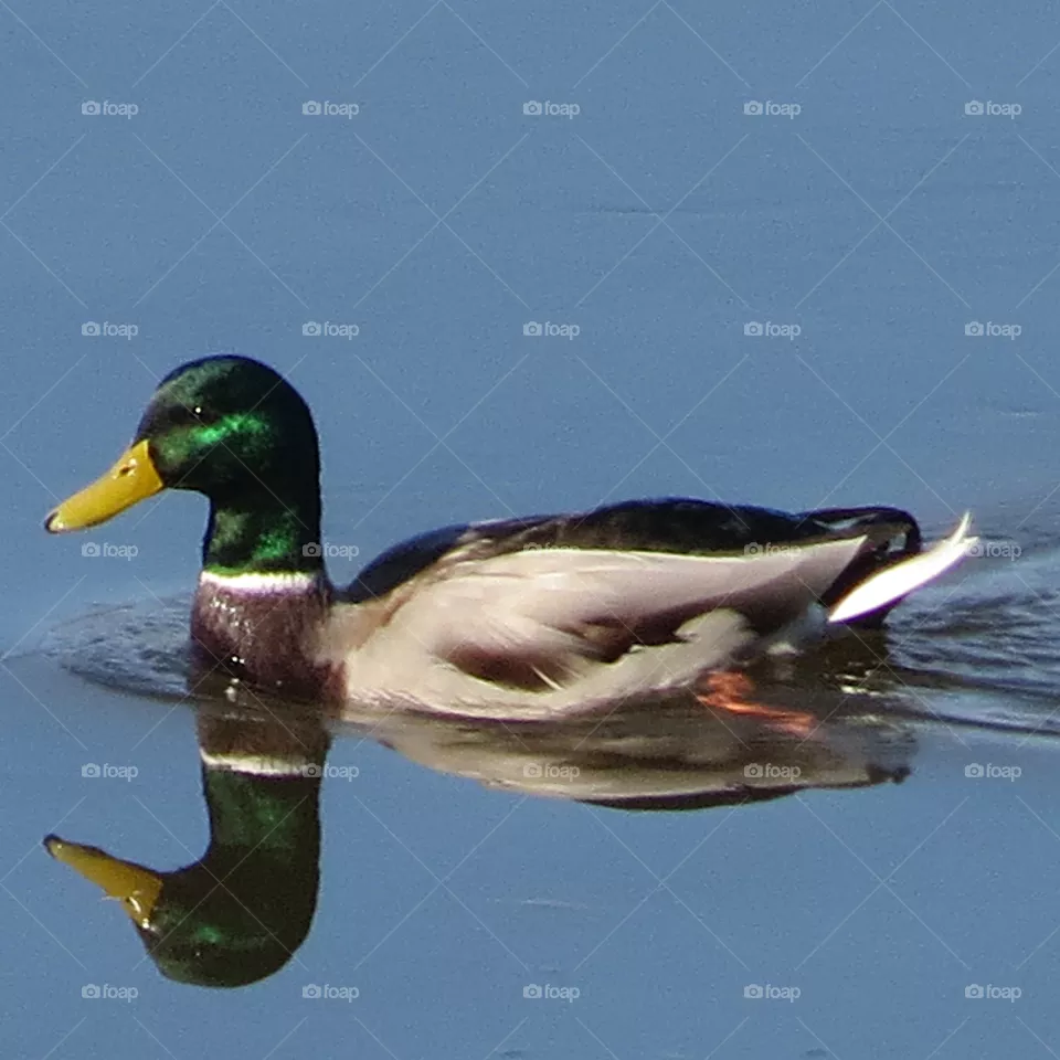 Male Mallard Duck