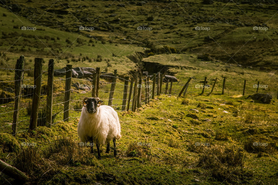 Sheep, No Person, Livestock, Mammal, Farm