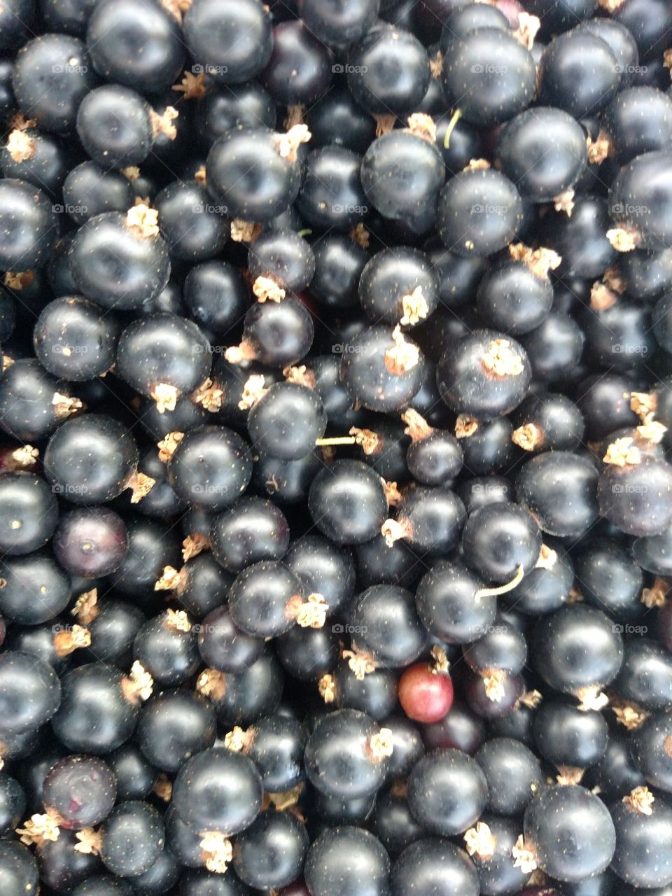 Close up black currant.