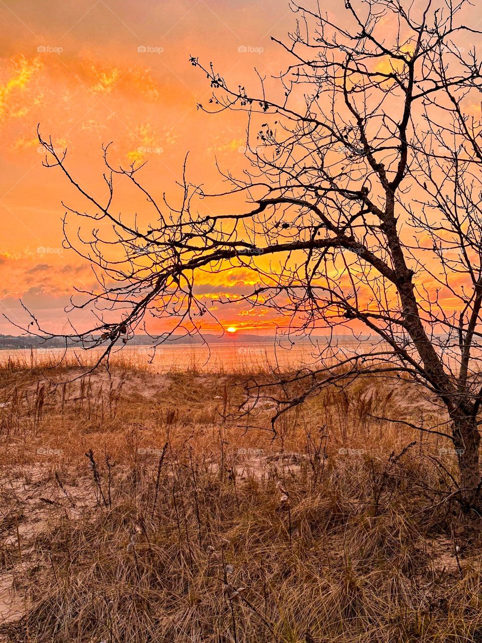 Lonely tree framing sunset 