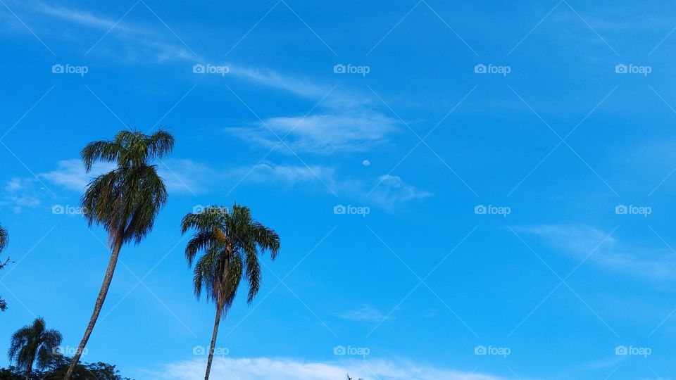 Blue Sky