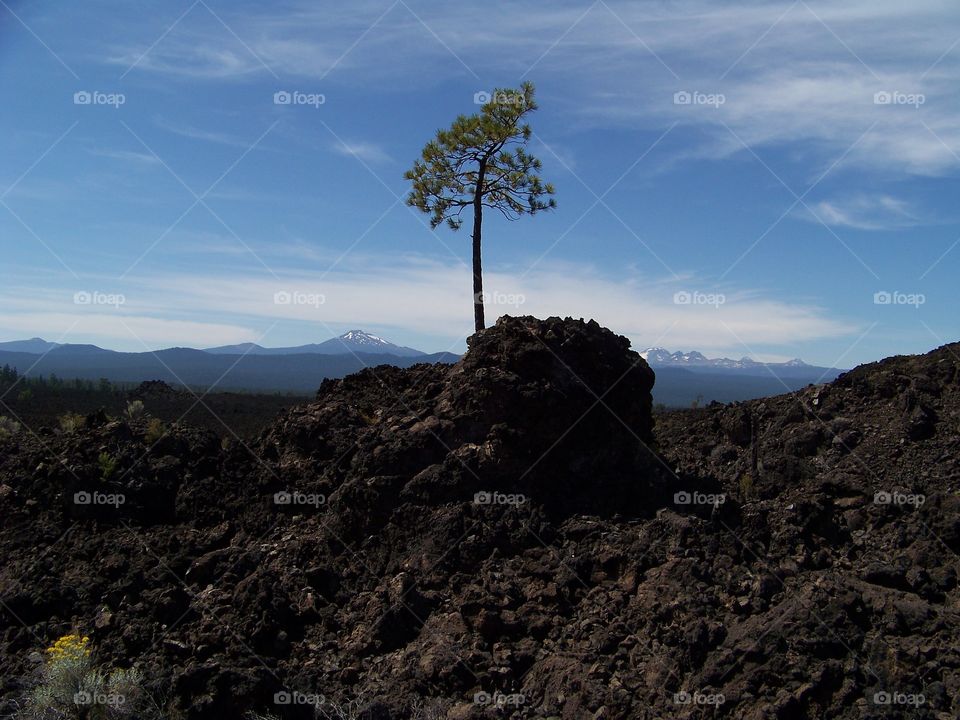 A lone pine clinging to a lava rock outcropping in Bend, Oregon. The surrounding landscape is covered in lava from its volcanic past.