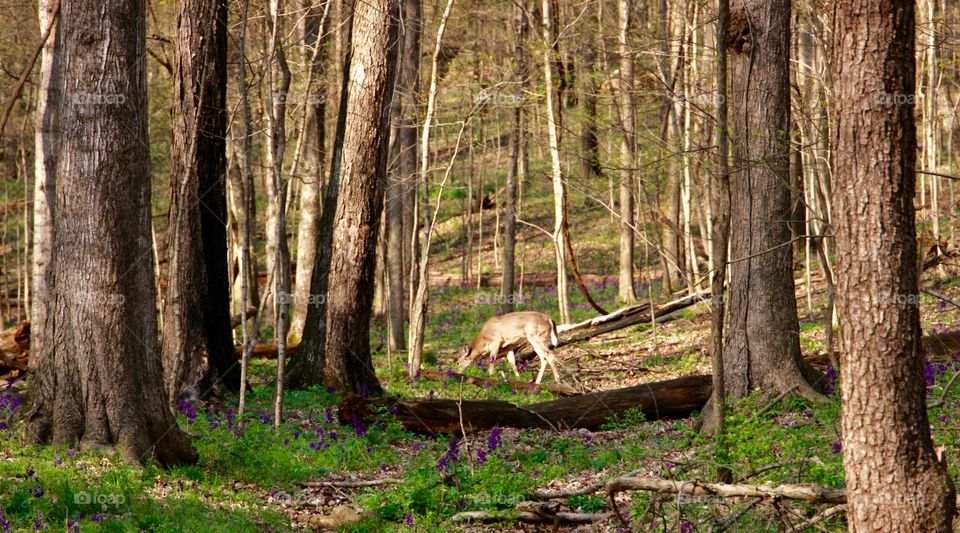 A deer grazing in the sun shining through the trees
