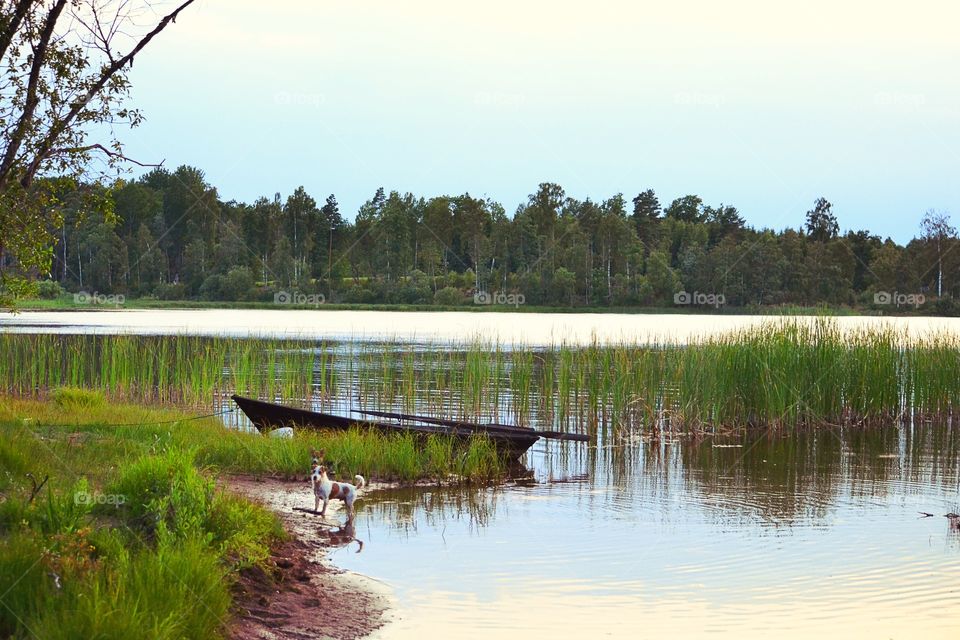 Boat and a dog