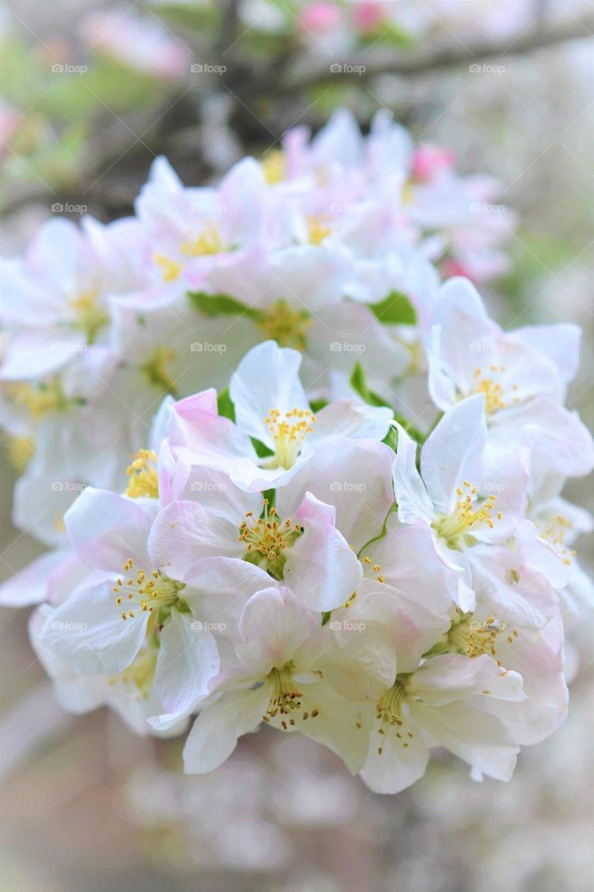 Bloom before the fruit