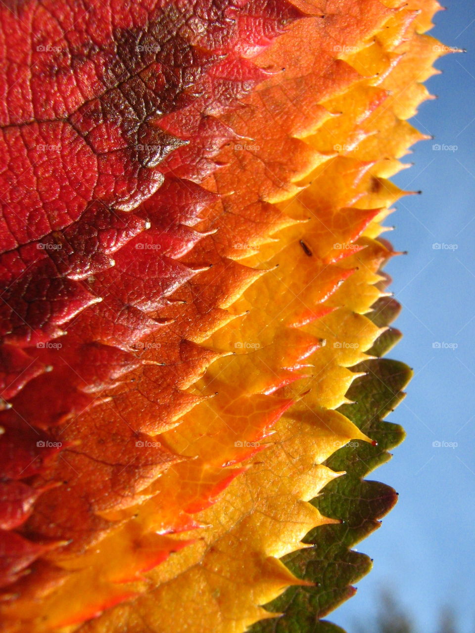 Close-up of autumn leaves