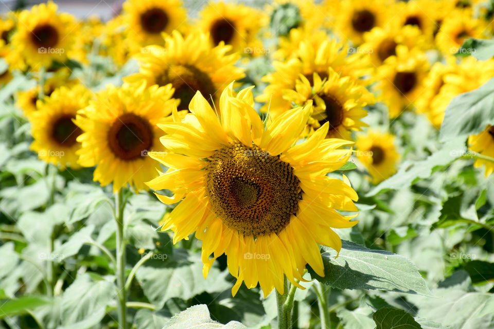 Summer, Nature, Flora, Flower, Sunflower