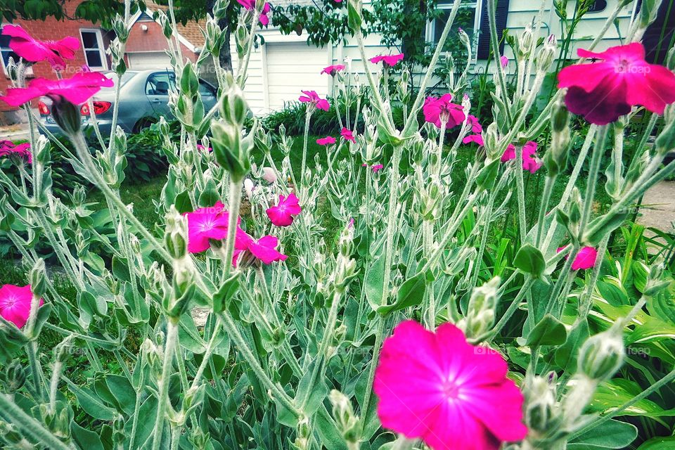 The rose campion in my garden, this year it’s exploded :)