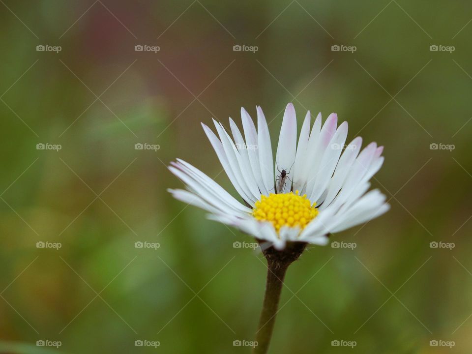 Beautiful view of a small meadow daisy with a fly sitting on it on a green blurred ion, side view close-up. Meadow flowers concept