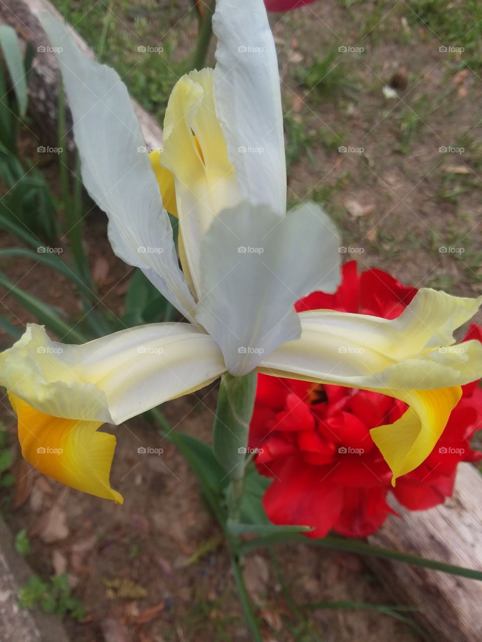 Up close look at a Such Iris 'Apollo' and a Peony flowered Tulip in the background.