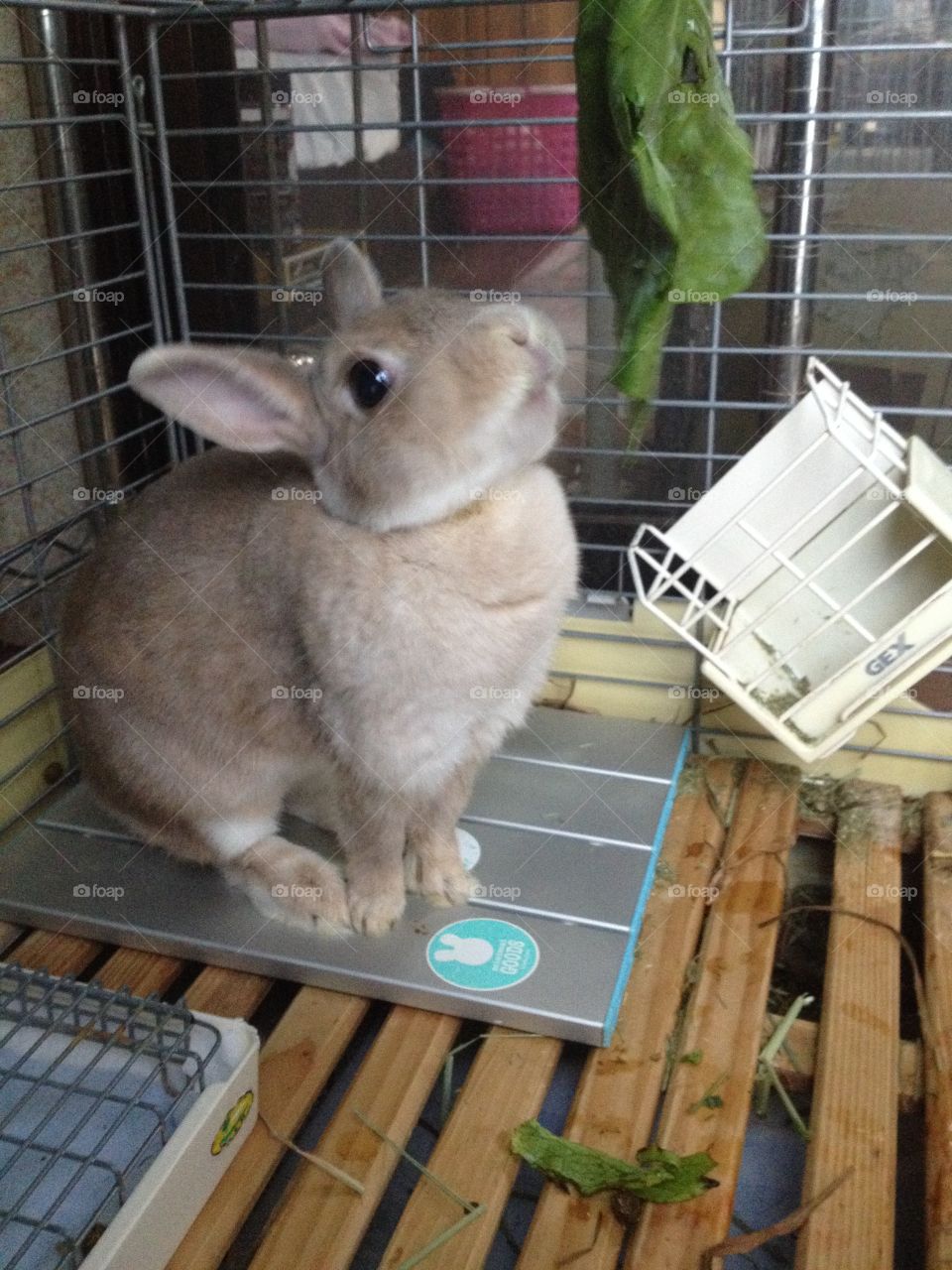 rabbit eating cabbage