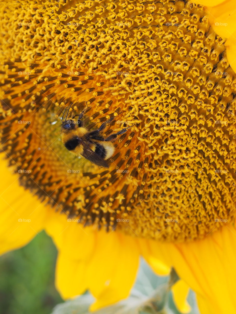 Bee on sunflower's pollen
