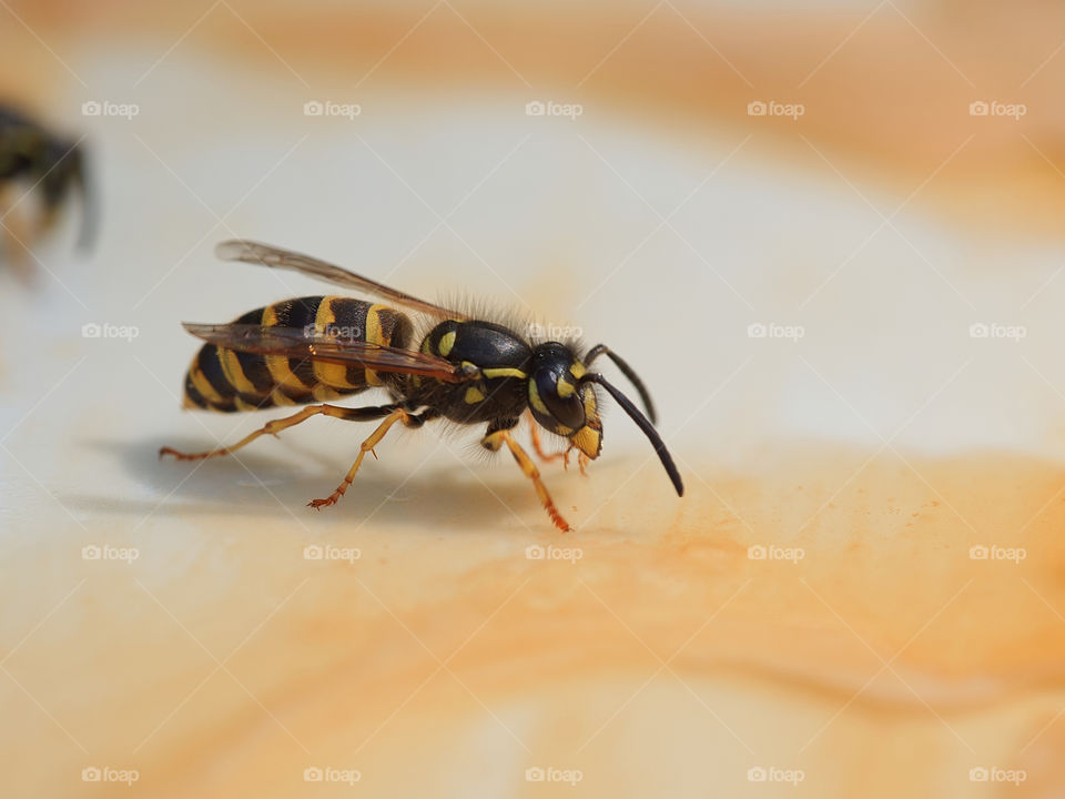 Bee