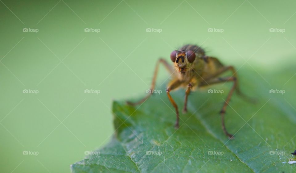 Close-up of a fly on the green leaf